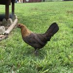 Stardust - game hen