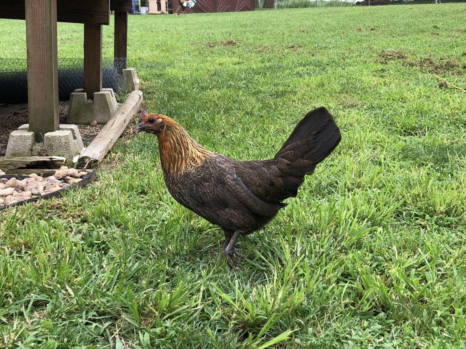 Stardust - game hen